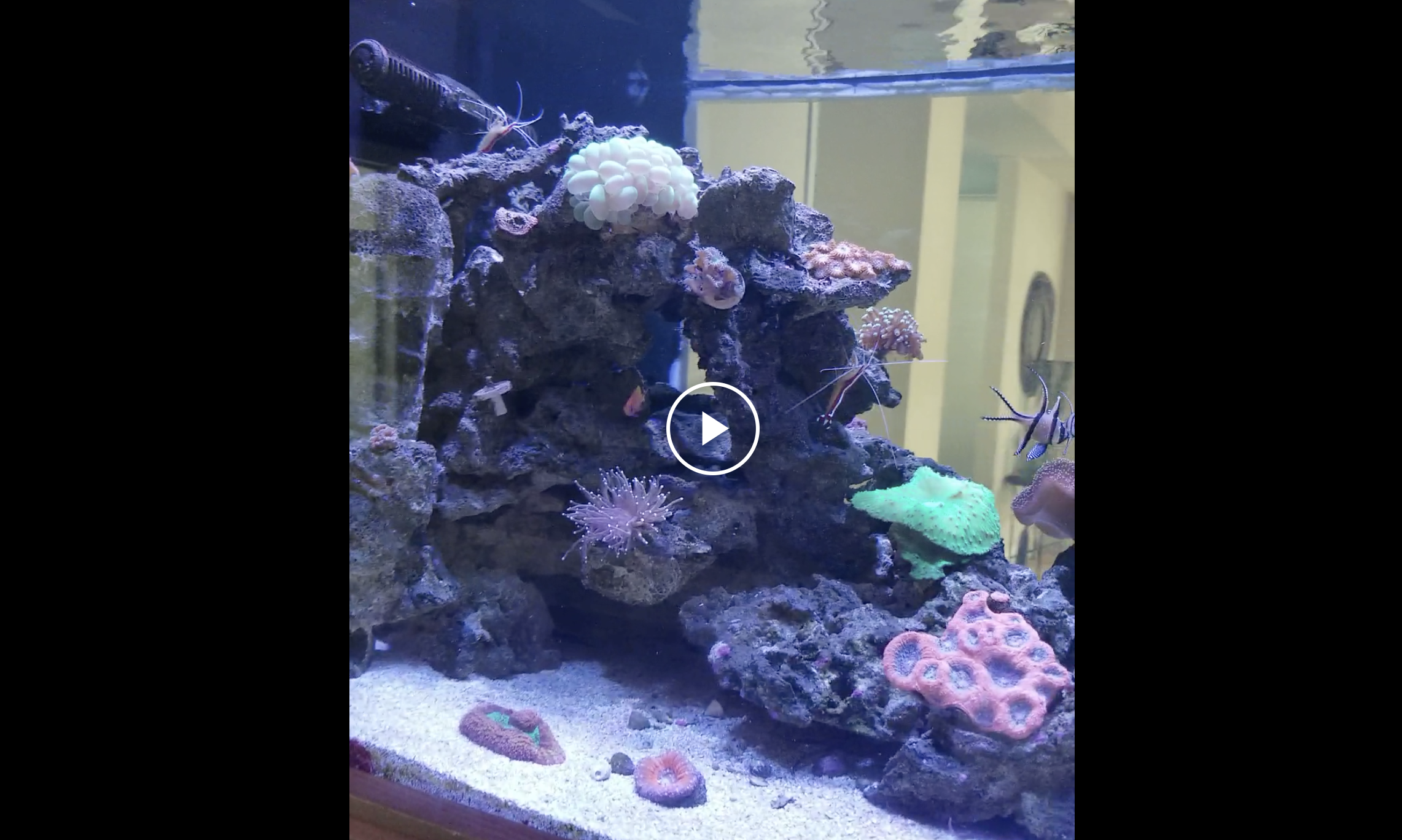 A video showing a large aquarium with rocky formations and various small corals inside, set within a wooden cabinet.